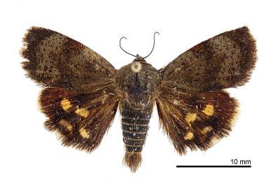 梅峰駝蛾 Hyblaea meifenga 雄蟲