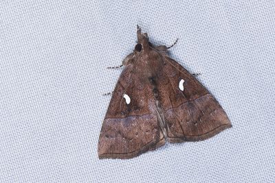白斑髯鬚裳蛾 Hypena albopunctalis 雄蟲