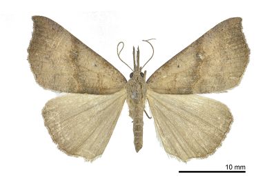 髯鬚裳蛾 Hypena proboscidalis 雌蟲