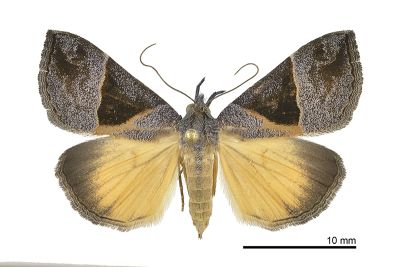 大三角髯鬚裳蛾 Hypena trigonalis 雌蟲