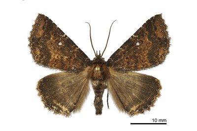 橘朋閃裳蛾 Hypersypnoides punctosa 雄蟲