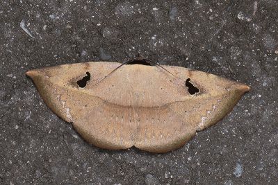 暗緣變色裳蛾 Hypopyra ossigera 雄蟲