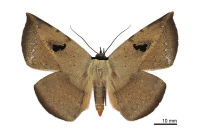 暗緣變色裳蛾 Hypopyra ossigera 雄蟲