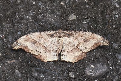 黃鉤尺蛾 Hyposidra infixaria 雌蟲