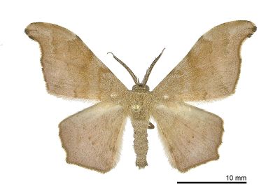突角黯鉤尺蛾 Hyposidra talaca talaca 雄蟲