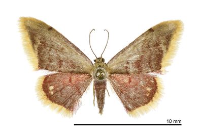 向陽波姬尺蛾 Idaea xiangyanga 雌蟲