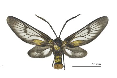 銅腹透翅斑蛾 Illiberis phacusana 雌蟲