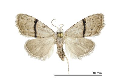 黑帶井上瘤蛾 Inouenola diversalis 雌蟲