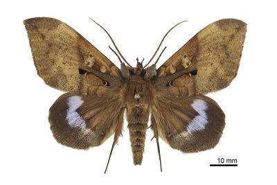 藍條裳蛾 Ischyja manlia 雄蟲