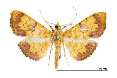 黃翅長距野螟蛾 Isocentris filalis 雌蟲