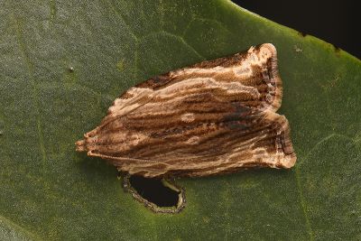 勐同捲葉蛾 Isodemis serpentinana 雌蟲