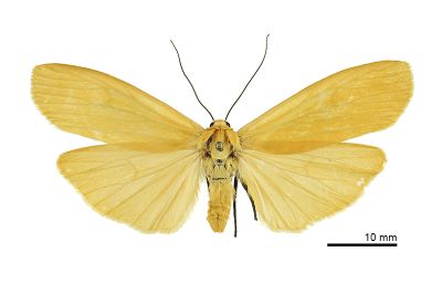 巨土苔蛾 Katha magnata magnata 雌蟲