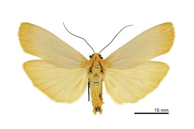 巨土苔蛾 Katha magnata magnata 雄蟲