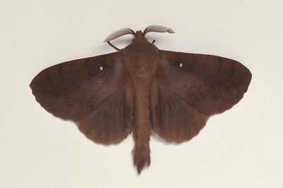 波紋枯葉蛾 Kunugia undans metanastroides 雄蟲