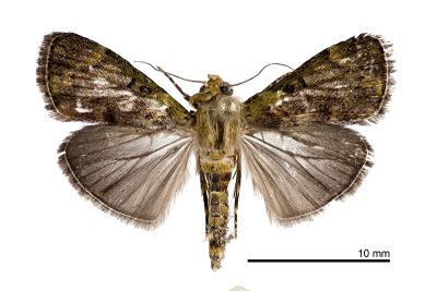Lamida obscura 雄蟲