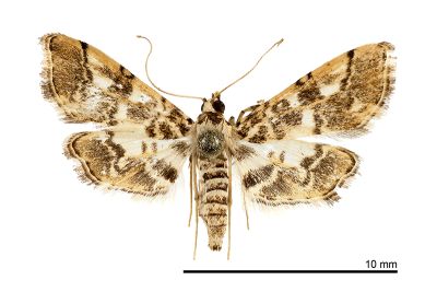 黑點網脈野螟蛾 Lamprosema commixta 雌蟲