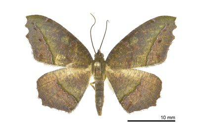 褐鋸緣尺蛾 Leptomiza calcearia calcearia 雌蟲