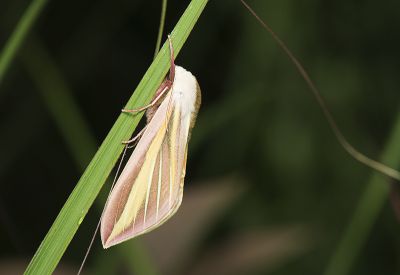 黃條天蛾 Leucophlebia lineata 雌蟲