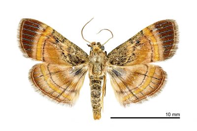 Lista haraldusalis 雌蟲