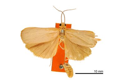 阿里山卡土苔蛾 Lithosia karenkona 雄蟲
