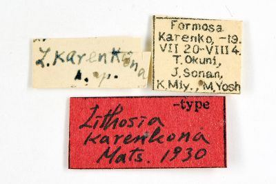 阿里山卡土苔蛾 Lithosia karenkona