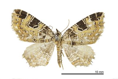 煦岫角尺蛾 Lobogonodes shiushioui 雌蟲