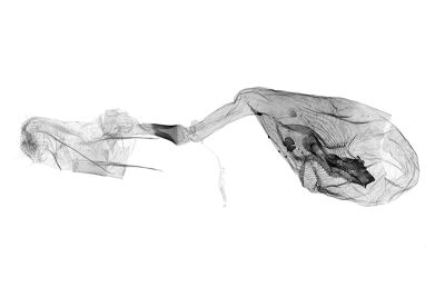 煦岫角尺蛾 Lobogonodes shiushioui 雌蟲