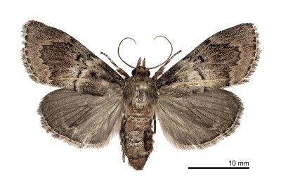 綴葉叢螟 Locastra muscosalis 雄蟲