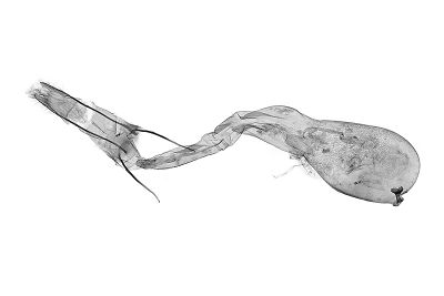 中之關素尺蛾 Lomographa jhonjhihguanensis 雌蟲