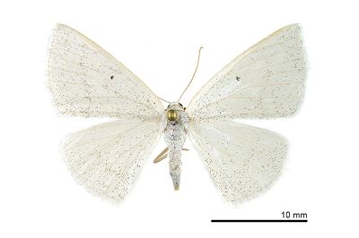 Lomographa lungtnensis 雌蟲
