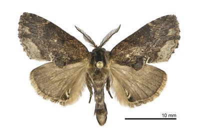 棕冠齒舟蛾 Lophontosia fusca 雄蟲