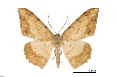 褐煙鈎尺蛾 Luxiaria amasa amasa 雄蟲