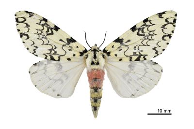 絡毒蛾 Lymantria concolor concolor 雌蟲