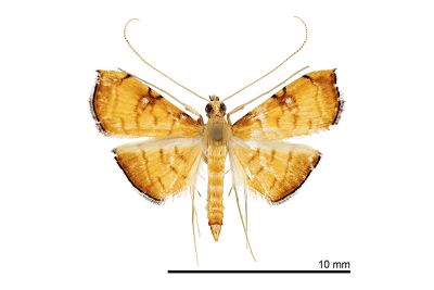 銀腎鬚螟蛾 Mabra nigriscripta 雄蟲