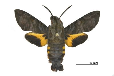 灰紋長喙天蛾 Macroglossum neotroglodytus 雄蟲