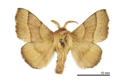 臺灣天幕枯葉蛾 Malacosoma neustria formosana 雄蟲