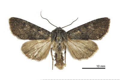 大禹嶺甘藍夜蛾 Mamestra tayulingensis 雄蟲