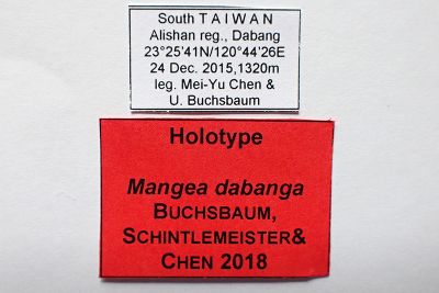 達邦繁花舟蛾 Mangea dabanga