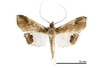 細紋豆莢野螟蛾 Maruca amboinalis 雄蟲