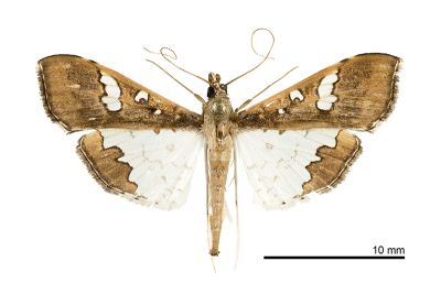 豆莢野螟蛾 Maruca vitrata 雄蟲