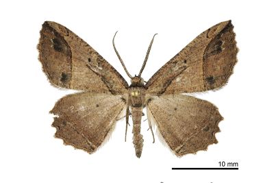 臺灣小弭尺蛾 Menophra taiwana 雄蟲