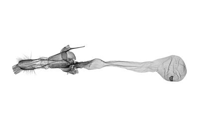 串點後星尺蛾 Metabraxas rubrotincta 雌蟲