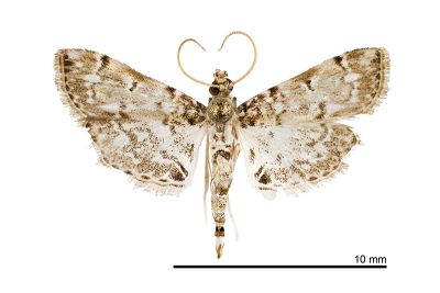 汙斑紋野螟蛾 Metoeca foedalis 雄蟲