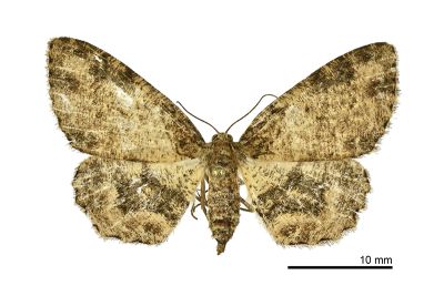 界內烏尺蛾 Microcalicha fumosaria fulvifusa 雌蟲
