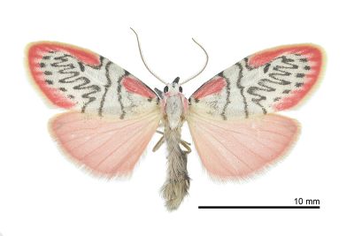 之美苔蛾 Miltochrista ziczac 雌蟲