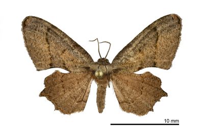 大褐寬帶雙尾蛾 Monobolodes simulans 雌蟲