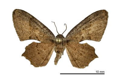 大褐寬帶雙尾蛾 Monobolodes simulans 雄蟲