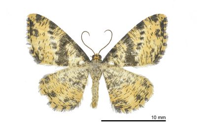 刮紋尺蛾 Monocerotesa virgata 雄蟲