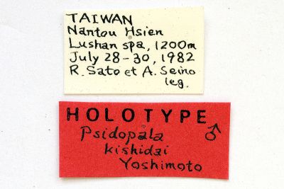 岸田氏美波紋蛾 Psidopala kishidai