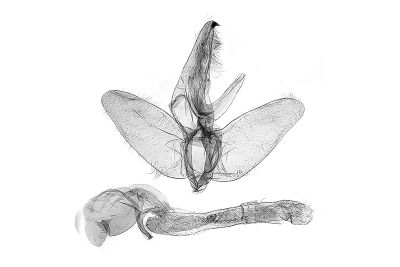 梨娜刺蛾 Narosoideus flavidorsalis 雄蟲